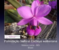 Polinização natural da Cattleya walkeriana