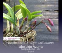 Botões da Cattleya walkeriana labeloide Azurita
