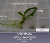 Aclimatação da Cattleya walkeriana 
