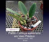 Plantio de Cattleya walkeriana em vaso plástico 
